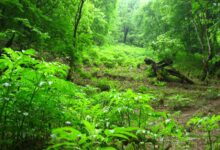 ۷ منطقه از بهترین جاهای دیدنی شمال برای مسافرت (+ تصاویر)