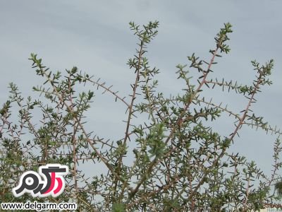 درخت گز
