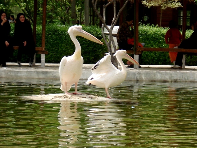 باغ پرندگان اصفهان