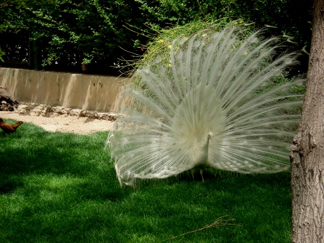 باغ پرندگان اصفهان