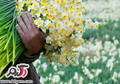 مزارع زیبا گل نرگس بهبهان