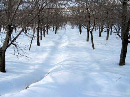 جاذبه‌های روستای افجه, دشت هویج