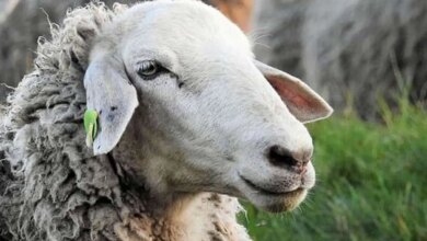علت بوی بد گوسفند و بز و راه های کاهش این بوی ناخوشایند در حیوانات (2 نکته مهم)