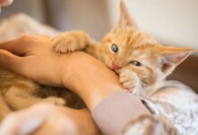 اقدامات لازم و فوری در صورت چنگ زدن گربه (2 نکته مهم)