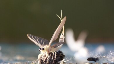 با 2 گونه از کوتاه عمر ترین موجودات روی کره ی زمین آشنا شوید ! (2 نکته مهم)