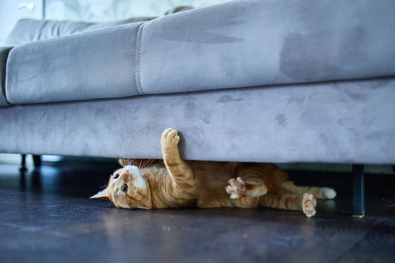 مراقبت از Cat