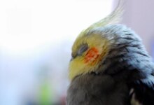 5 مورد از دلایل پف کردن عروس هلندی (2 نکته مهم)