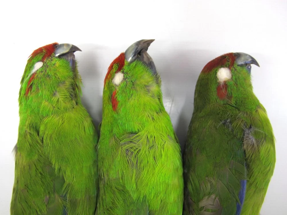 علت مرگ طوطی ها