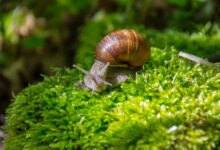 حلزون ها چه می خورند ؟ (2 نکته مهم)
