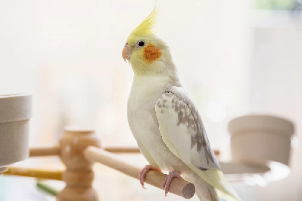 نکاتی برای نگهداری از پرنده