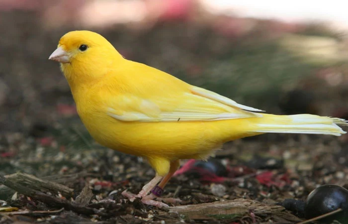 صدای قناری