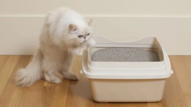 نحوه تمیز کردن ظرف خاک گربه چگونه است؟ (2 نکته مهم)