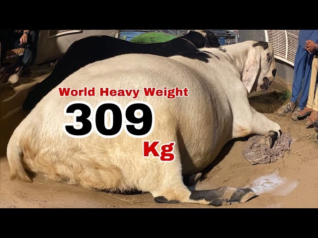 ویدئو برگ ریزون از بز پاکستانی ۳۰۹ کیلوگرمی ! (2 نکته مهم)