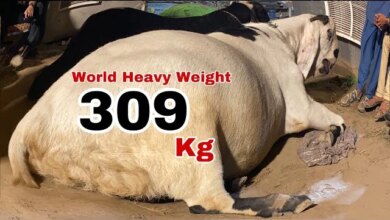 ویدئو برگ ریزون از بز پاکستانی ۳۰۹ کیلوگرمی ! (2 نکته مهم)