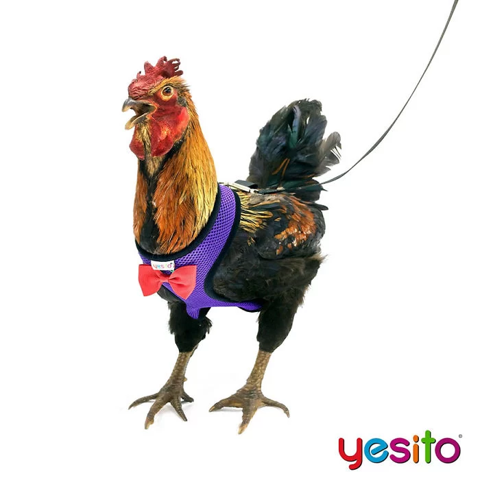 بند برای مرغ