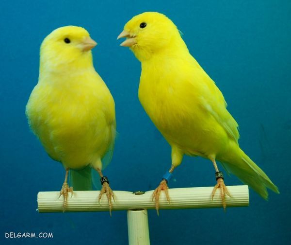 تشخیص جنسیت قناری برای تکثیر و نگهداری