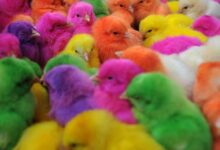 بهترین روش نگهداری از جوجه ها در منزل (2 نکته مهم)