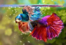 اصول غذادهی و تغذیه ماهی فایتر (2 نکته مهم)