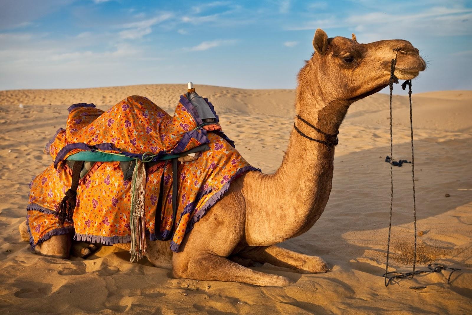 دلیل وجود کوهان برای شتر چیست و چطور در روزهای سخت به او کمک می کند؟ (2 نکته مهم)