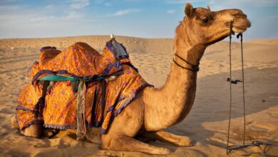 دلیل وجود کوهان برای شتر چیست و چطور در روزهای سخت به او کمک می کند؟ (2 نکته مهم)