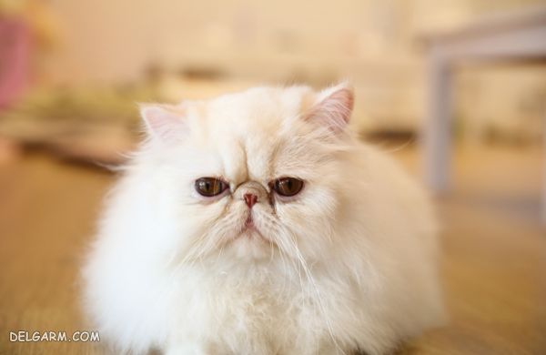 gorbe persian