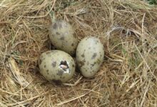 چگونه متوجه شویم که تخم نطفه دار است یا بی نطفه ؟ (2 نکته مهم)