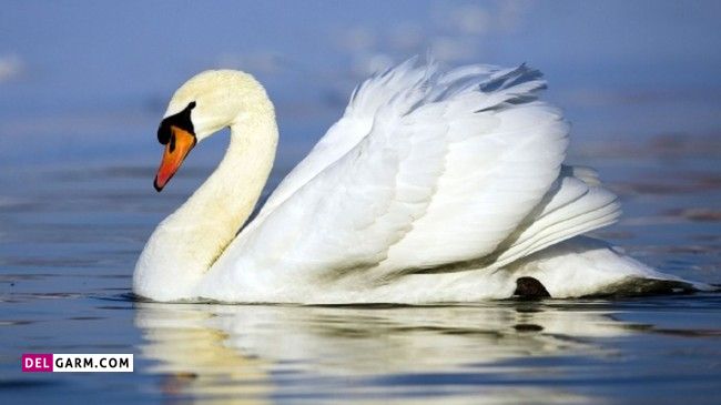 غاز با قو چه فرقی دارد