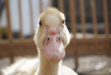 چگونه میتوان تشخیص داد که اردک نر است یا ماده ؟ (2 نکته مهم)
