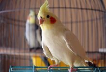 نحوه تشخیص نر یا ماده بودن عروس هلندی (2 نکته مهم)