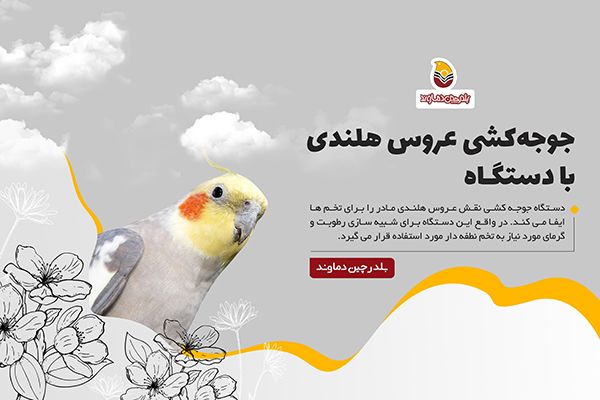 جوجه کشی عروس هلندی با دستگاه جوجه کشی
