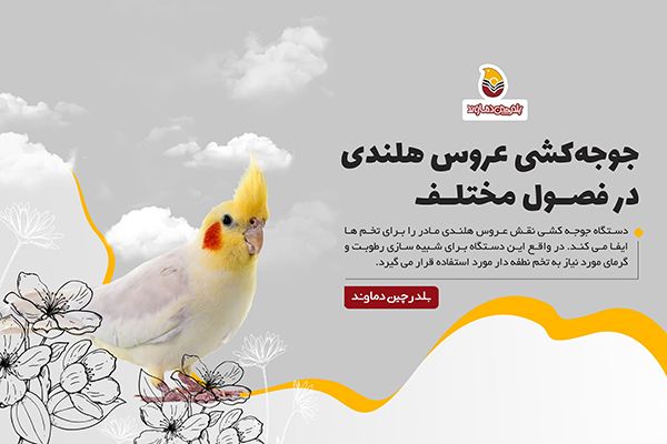 جوجه کشی عروس هلندی در فصول مختلف سال