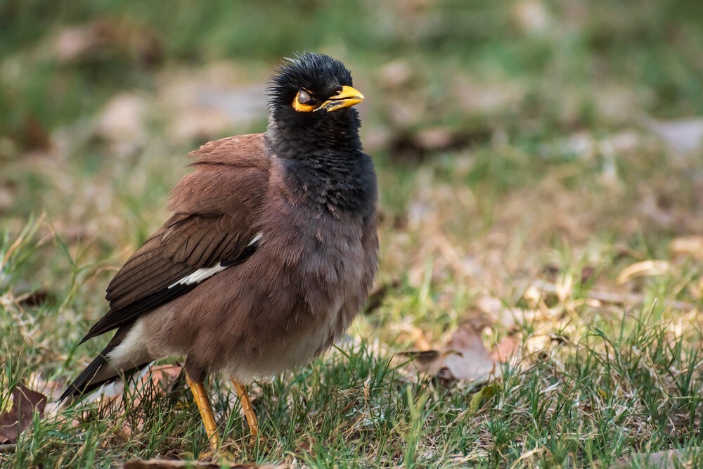 Myna Sickness مرغ مینا مریض و بیمار