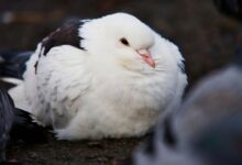 10 بیماری رایج تنفسی در پرندگان (2 نکته مهم)