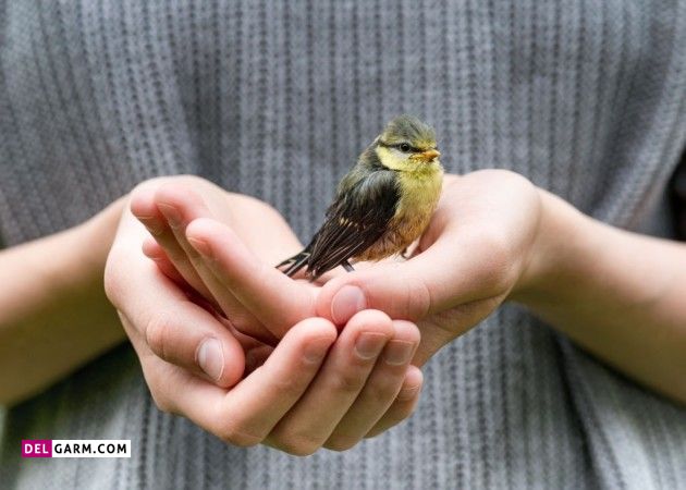 مسمومیت با پیاز و شکلات در پرندگان
