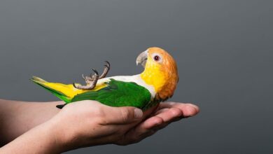 10 ماده غذایی که باعث مسموم شدن پرنده می شود (2 نکته مهم)