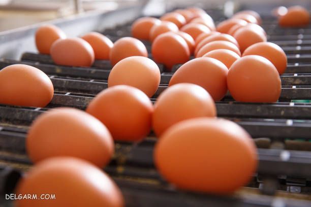 بهترین نژاد مرغ تخمگذار