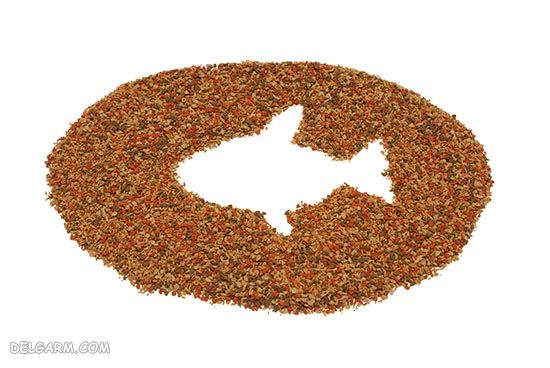 انواع غذای ماهی : هر نوع ماهی چه غذایی میخورد ؟