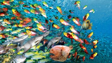انواع غذای ماهی : هر نوع ماهی چه غذایی میخورد ؟ (2 نکته مهم)