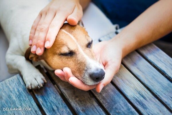 علائم بیماری کوشینگ در سگ یا غدد کم کار یا پر کار کبدی، Cushing's syndrome in dog، 