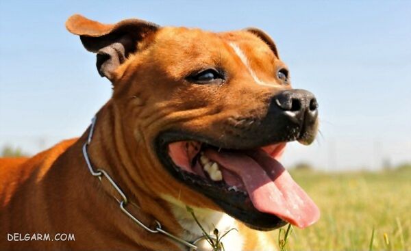 عکس و تصویر نژاد سگ Staffordshire Bull Terrier