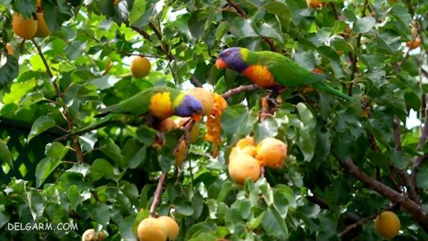 خواص زرد الو برای انواع پرندگان زینتی از جمله: قناری، سهره قناری، فنچ، طرقه، مرغ عشق، کوتوله برزیلی، کاسکو، ملنگو، کاکادو، توکا و... چه فوایدی دارد