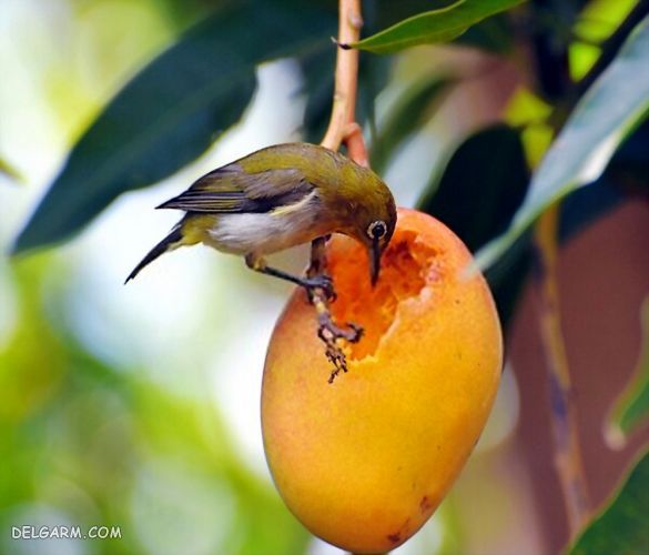 انبه برای مرغ عشق، قناری، سهره، طوطی سانان، طرقه، مرغ مینا، قمری مفید است