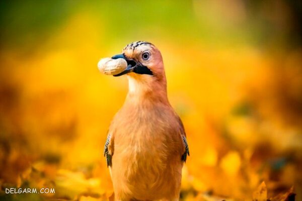 اهمیت خشکبار برای پرنده