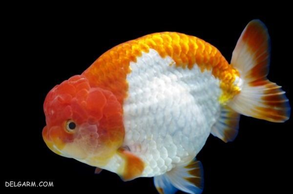 انواع و ویژگی های گلد فیش کله شیری (Ranchu GoldFish)