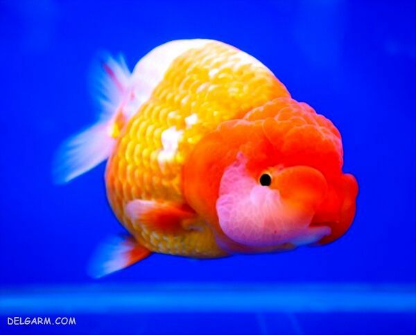 غذای گلد فیش کله شیری (Goldfish Lionchu)