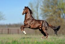 معرفی اسب مسابقه ای نژاد تروبرد (Thoroughbred) (2 نکته مهم)