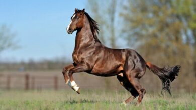 معرفی اسب مسابقه ای نژاد تروبرد (Thoroughbred) (2 نکته مهم)