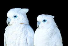 معرفی نژاد طوطی کاکادو دوکروپ (Ducorp Cockatoo) (2 نکته مهم)