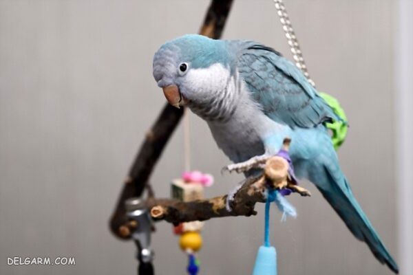چگونه از حساسیت طوطی برای ترسیدن اقدام کنیم، آیا می‌شود بدون اینکه طوطیم بترسه و خودش را اینور و اونور بکوبه، دستی‌اش کنم؟
