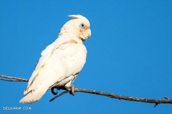 آشنایی و نحوه نگهداری از کاکادو گوفینس (cacatua goffini)